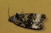Endothenia marginana Endothenia marginana
