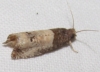 Notocelia roborana Notocelia roborana