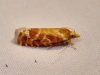 Rhyacionia buoliana Rhyacionia buoliana