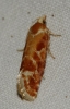 Rhyacionia buoliana Rhyacionia buoliana