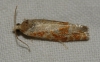 Rhyacionia sp. Rhyacionia sp.