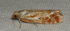 Rhyacionia sp. Rhyacionia sp.