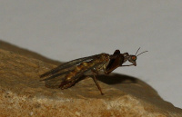 Mantispa styriaca