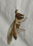 Mantispa styriaca