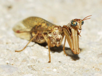 Mantispa styriaca