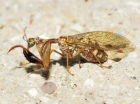 Mantispa styriaca