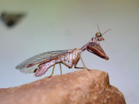 Mantispa styriaca