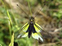 Libelloides baeticus