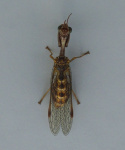 Mantispa styriaca