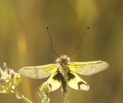 Libelloides longicornis