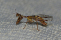 Mantispa styriaca