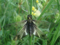 Libelloides hispanicus