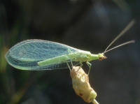 Neuroptera
