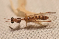 Mantispa styriaca