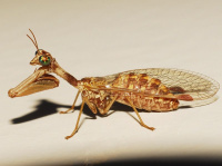 Mantispa styriaca
