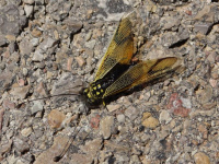 Libelloides longicornis