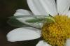A identificar A identificar