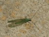 Chrysopa dorsalis Burmeister, 1839 Chrysopa dorsalis Burmeister, 1839