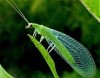 Chrysoperla carnea Chrysoperla carnea