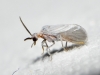 Coniopterygidae Coniopterygidae
