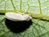 Coniopterygidae Coniopterygidae