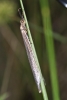 Creoleon sp. Creoleon sp.