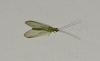 Crisopa Crisopa