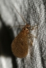 Dilar sp. Dilar sp.