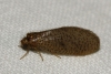 Dilar sp. Dilar sp.