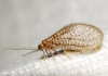 Dilar sp. Dilar sp.