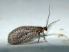 Dilar sp. Dilar sp.