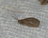 Dilar sp. Rambur, 1838