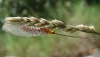 Italochrysa stigmatica (Rambur, 1838)