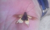 LIBELLOIDES BAETICUS? LIBELLOIDES BAETICUS?