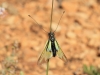 Libelloides baeticus Libelloides baeticus