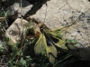 Libelloides longicornis Libelloides longicornis