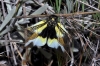 Libelloides baeticus Libelloides baeticus