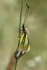 Libelloides baeticus Libelloides baeticus