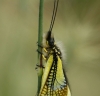 Libelloides baeticus Libelloides baeticus