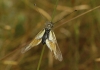 Libelloides baeticus Libelloides baeticus