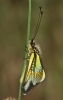 Libelloides baeticus Libelloides baeticus