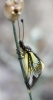 Libelloides baeticus Libelloides baeticus