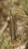 Macronemurus appendiculatus Macronemurus appendiculatus