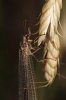 Myrmeleontinae Myrmeleontinae