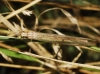 Myrmeleontinae Myrmeleontinae