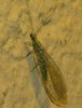 Pseudomallada clathratus Pseudomallada clathratus