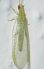 Pseudomallada granadensis (Pictet, 1865)