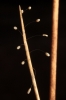Puesta de Chrysopa Puesta de Chrysopa