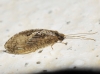 Wesmaelius (Kimminsia) sp. Killington, 1937