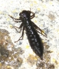 Aeshna sp.